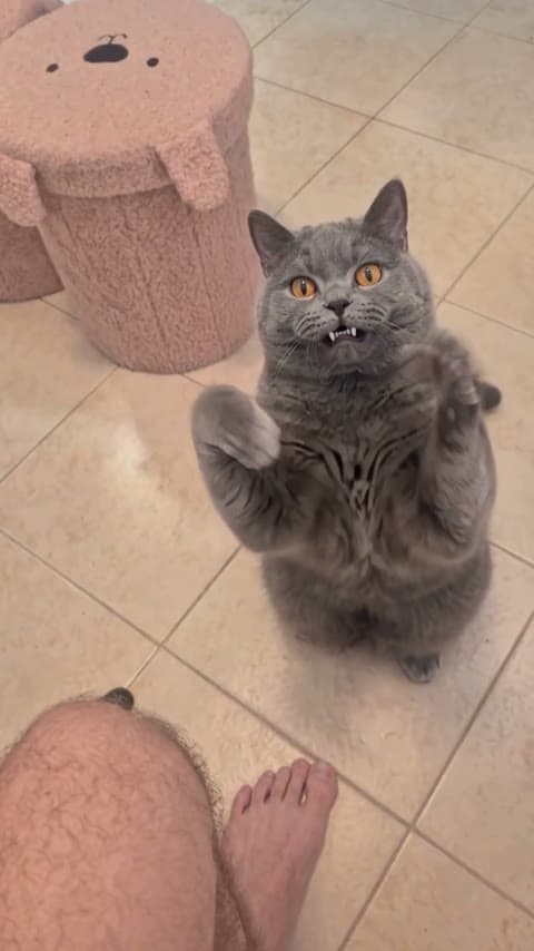 Clapping cat meme explanation guide